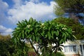 Plumeria blooms with white-yellow flowers in August. Rhodes Island, Greece Royalty Free Stock Photo