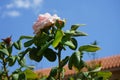 Rosa \'Alfred de Dalmas\', syn. Rosa \'Mousseline\', blooms with pink flowers in September. Rhodes, Greece Royalty Free Stock Photo