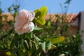 Rosa \'Alfred de Dalmas\', syn. Rosa \'Mousseline\', blooms with pink flowers in September. Rhodes, Greece Royalty Free Stock Photo