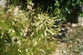 Russelia equisetiformis blooms in August. Rhodes Island, Greece