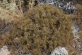 Sarcopoterium spinosum grows in August. Rhodes Island, Greece