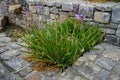 Tulbaghia violacea blooms in August. Rhodes Island, Greece Royalty Free Stock Photo