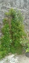 Isotoma longiflora grow of the wall Royalty Free Stock Photo