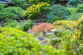 Plants in the Japanese Tea Garden in Golden Gate Park