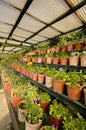 Plants at Kadoorie Farm in Hong Kong