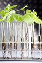 Plants and laboratory Royalty Free Stock Photo