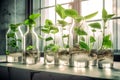plants in the laboratory in glass bottles, research and cultivation of genetically modified plants, made with Generative Royalty Free Stock Photo