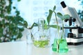 Plants in laboratory glassware and microscope on table, space for text. Royalty Free Stock Photo