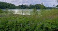 Plants at lake Brunnsviken