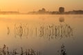 Plants in the lake water in the fog at sunrise Royalty Free Stock Photo