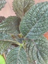 plants with leaves that have unique motifs