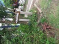 Plants, leaves, trees and sign saying VIVEIRO in the Max Feffer municipal park in the city of Suzano