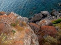 Plants like coral, rock by the sea Royalty Free Stock Photo