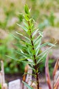 Plants of lily damaged lily leaf beetle Royalty Free Stock Photo