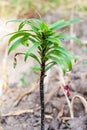 Plants of lily damaged lily leaf beetle Royalty Free Stock Photo