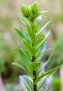 Plants of lily damaged lily leaf beetle Royalty Free Stock Photo