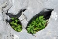 Plants in limestone hole Royalty Free Stock Photo