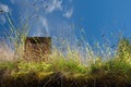 Plants on the living roof Royalty Free Stock Photo