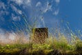 Plants on the living roof Royalty Free Stock Photo