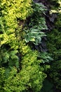 Plants for living walls Royalty Free Stock Photo