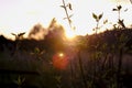 Plants in low evening light, romantic blurs