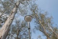 Plants in the Main Botanical Garden. street lamp in the park. photo up to the tree top shot from below