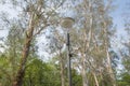 Plants in the Main Botanical Garden. street lamp in the park. photo up to the tree top shot from below