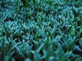 Aquamarine plants