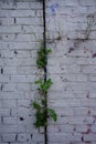 Plants make their way through the brick wall. Berlin, Germany Royalty Free Stock Photo