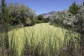 Plants and marshes in northern Utah.