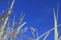 Plants in the meadow in the summer. Festuca ovina