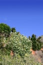 Plants in the meditarranean mountain