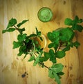 Plants mint drinks table water Royalty Free Stock Photo