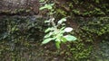 The plants on the moss plant