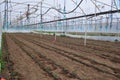 Plants must love greenhouses Royalty Free Stock Photo