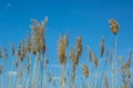 Group of cosmopolitan common reeds on blue sky background, phragmites australis on the road, Bulgaria. Tall stems Royalty Free Stock Photo