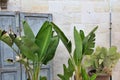 plants near the wall of the building, large banana leaves, cactus