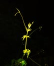 Plants Nightphotography