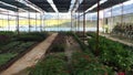 Plants for nurseling at green-house in Dalat