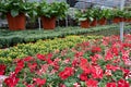 View of plants nursery with blooming flowers