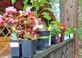 Plants in Nursery Pots on a Deck Railing