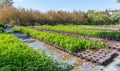 Plants nursery with various shrubs