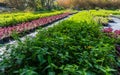 Plants nursery with various shrubs