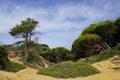 Plants on the ocean. Pines growing on the rocks on the Atlantic coast