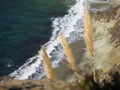 Plants on ocean shore on Big Sur Royalty Free Stock Photo