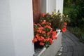 Annual red flowers of Impatiens walleriana and yellow flowers of Portulaca in a flower box on a windowsill. Berlin, Germany Royalty Free Stock Photo