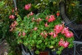 Pelargonium zonale `Fireworks Red-White` in a flower pot. Berlin, Germany Royalty Free Stock Photo