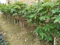 plants that are often planted in the yard of the house and are often used as processed vegetables Royalty Free Stock Photo