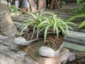 Plants on old shoes Royalty Free Stock Photo