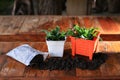 Plants in orange pot and soil